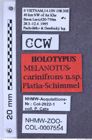 Etiketten zu Melanotus carinifrons (NHMW-ZOO-COL-0007554)